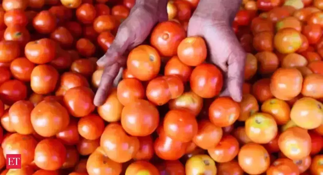 Pakistani farmers destroy Iranian tomatoes, Says it affects their profit