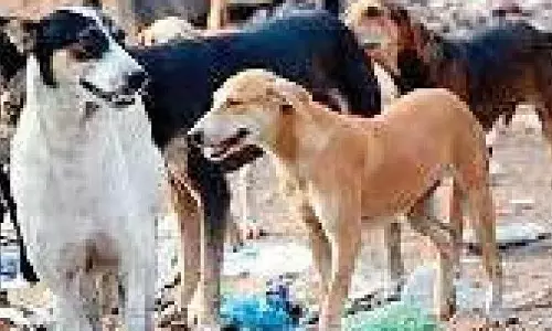 Those who feed stray dogs will have to pay for peoples care if bitten: SC