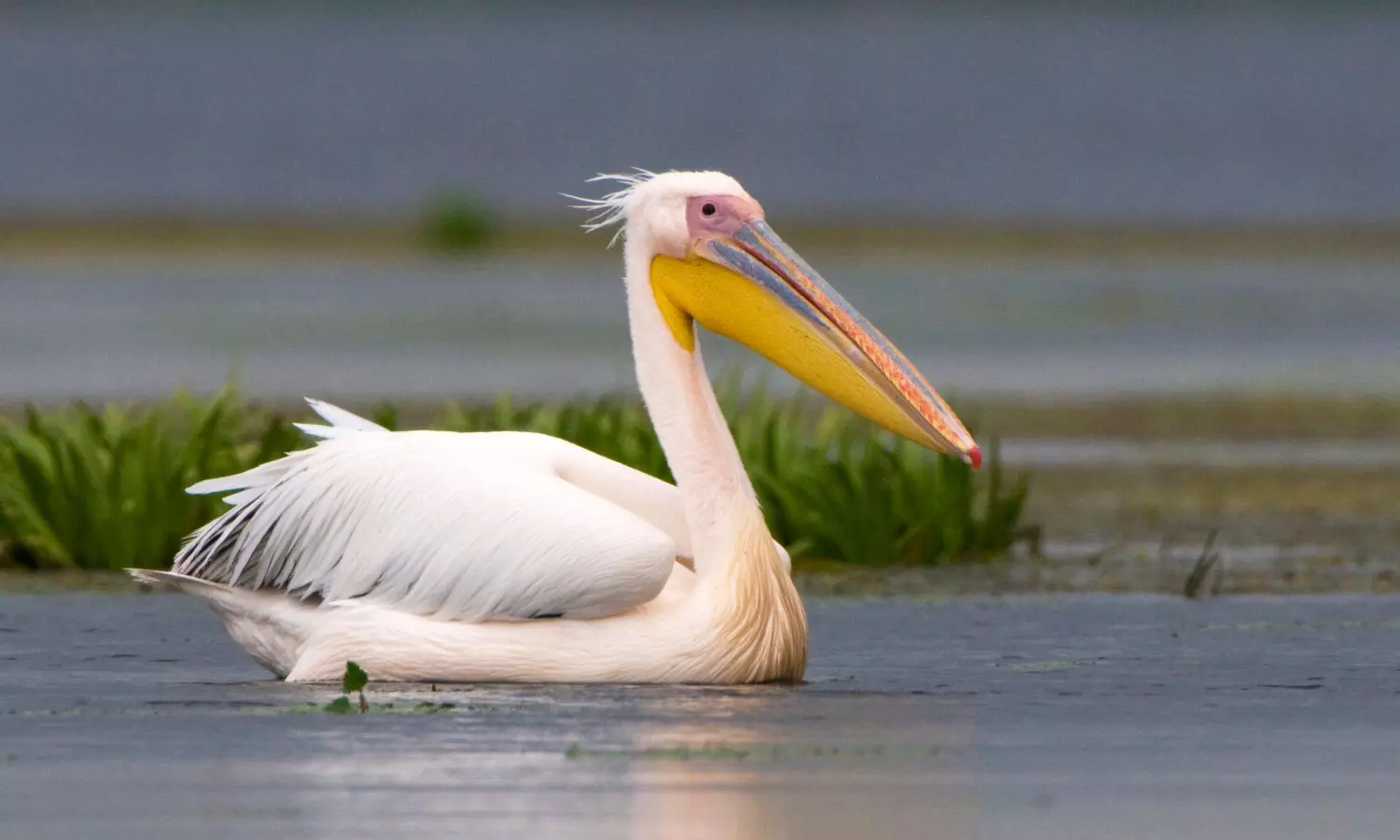 Scientists fit GPS on pelican wings to study migration