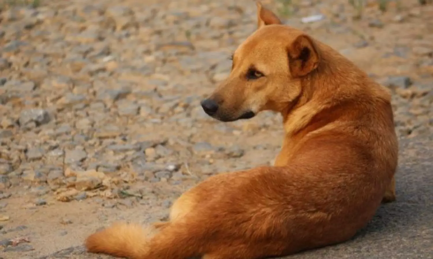 HC asks Kerala govt to protect citizens by getting rid of dangerous dogs