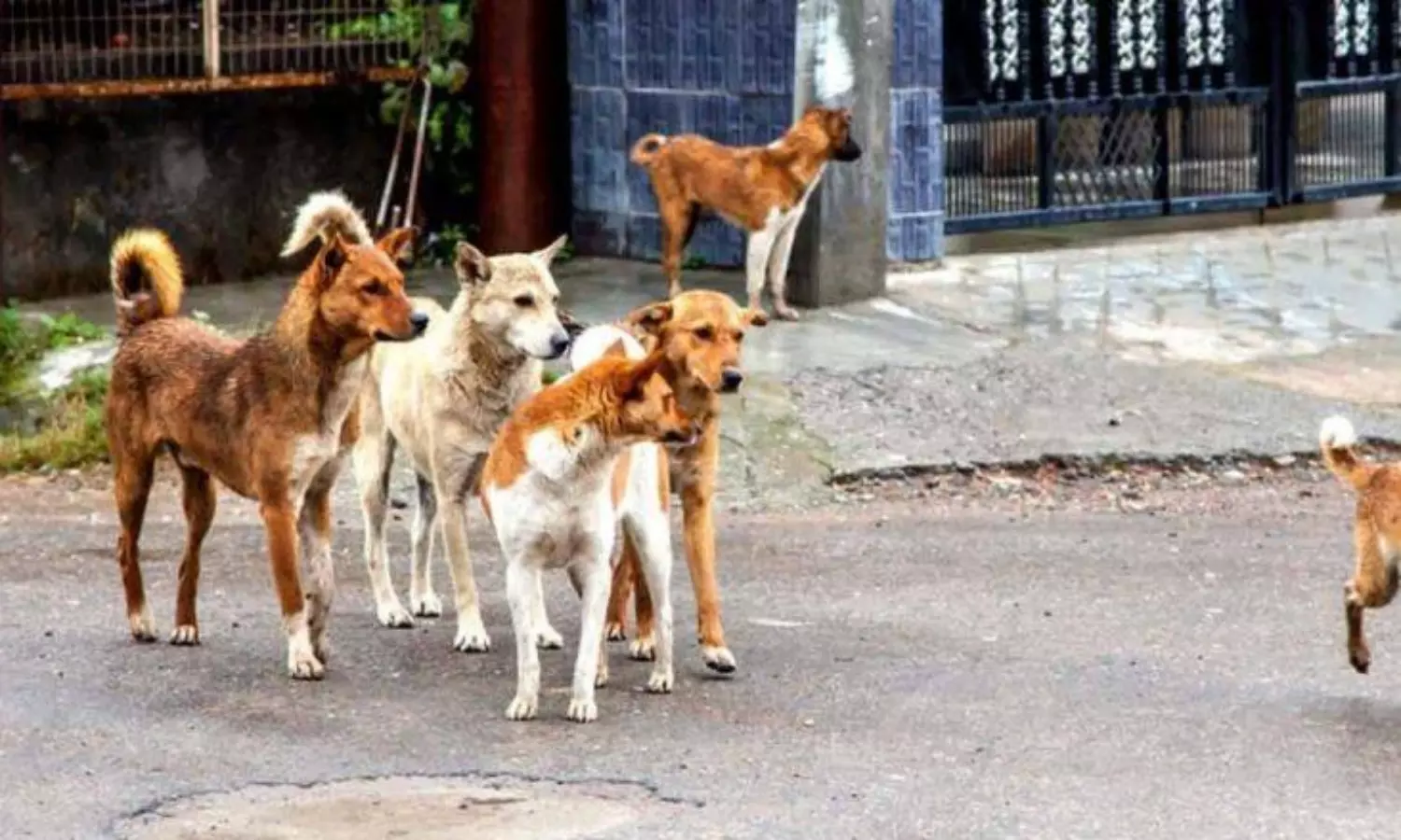 Stray dog scare: Man escorts children to school, sporting gun