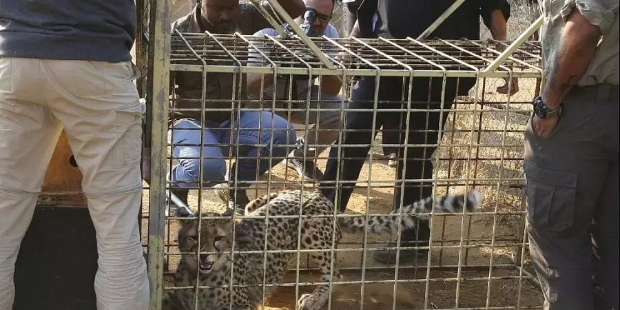 Cheetahs return to India after seven decades: Namibian felines reach Gwalior