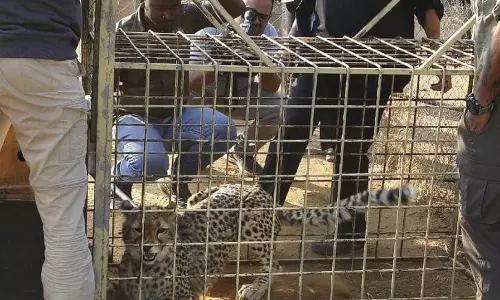 Cheetahs return to India after seven decades: Namibian felines reach Gwalior