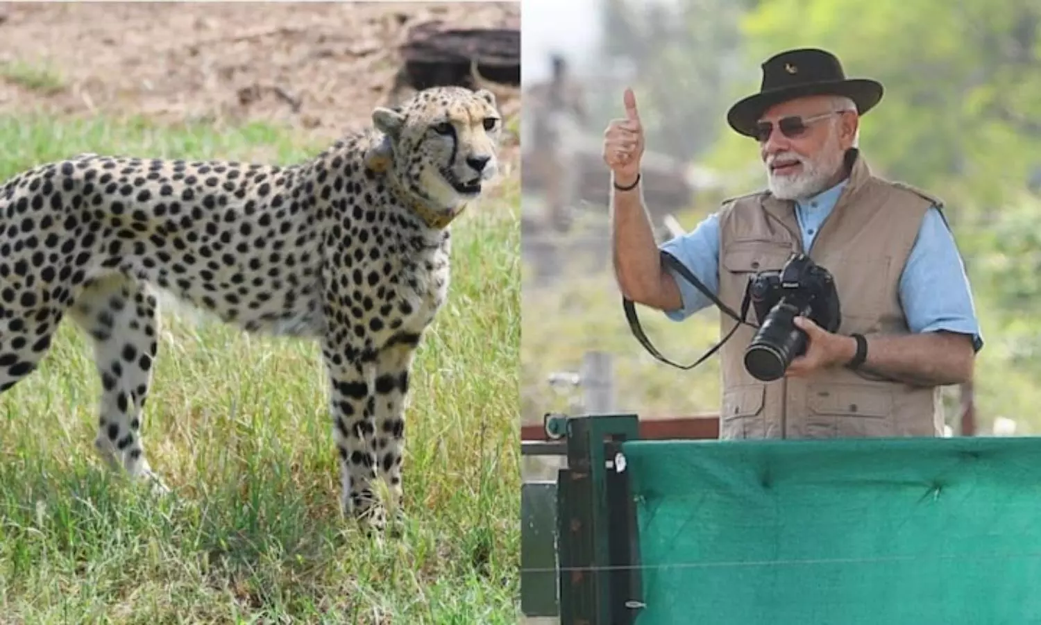 Politics even in Cheetahs?