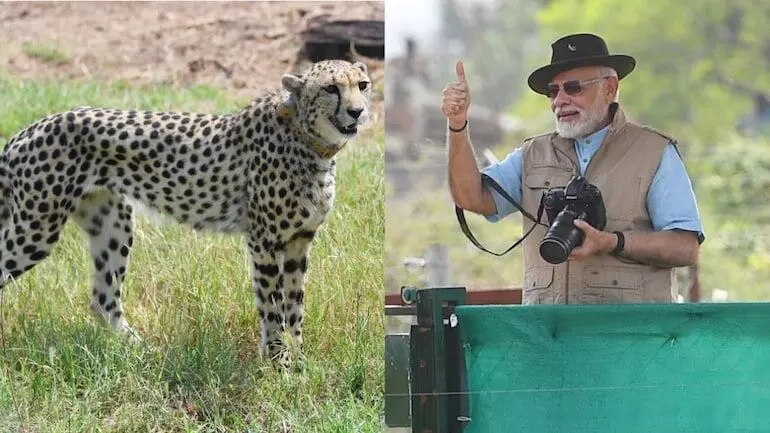 Politics even in Cheetahs?