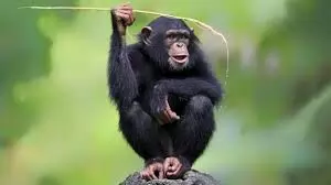 Three baby chimpanzees kidnapped for ransom from Congo sanctuary