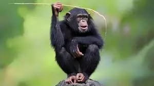 Three baby chimpanzees kidnapped for ransom from Congo sanctuary