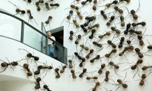 Spiders are artists: Amsterdam museum will not remove spider webs