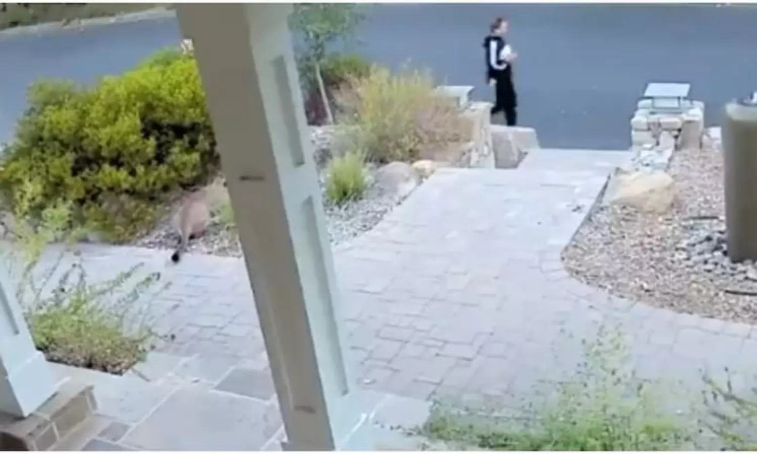 Why this mountain lion hides in the bush from human?