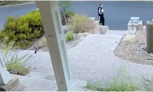 Why this mountain lion hides in the bush from human?