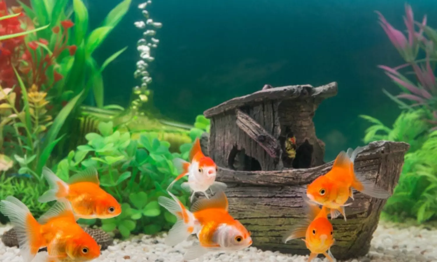 Goldfish can measure the distance they swim in tank: study