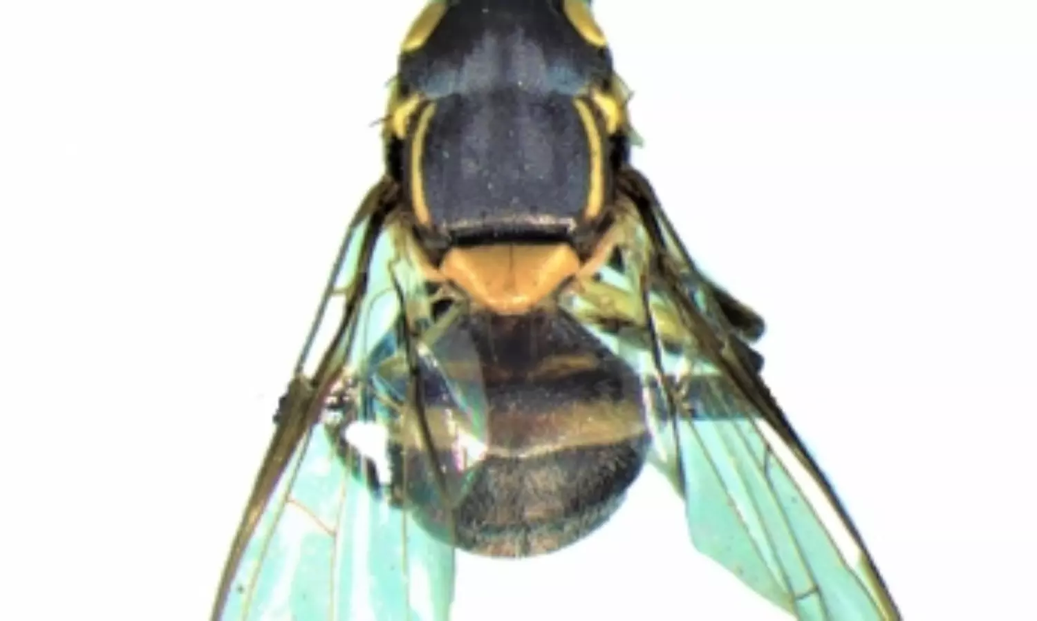 Himachal records new fruit fly species