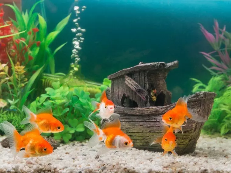 Goldfish can measure the distance they swim in tank: study