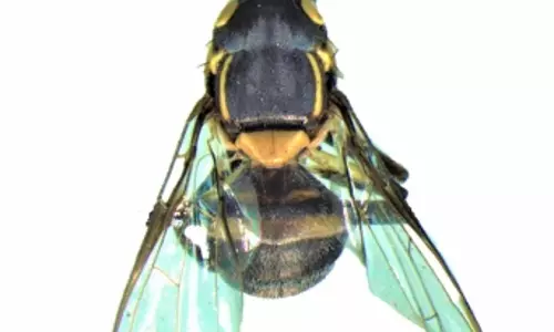Himachal records new fruit fly species