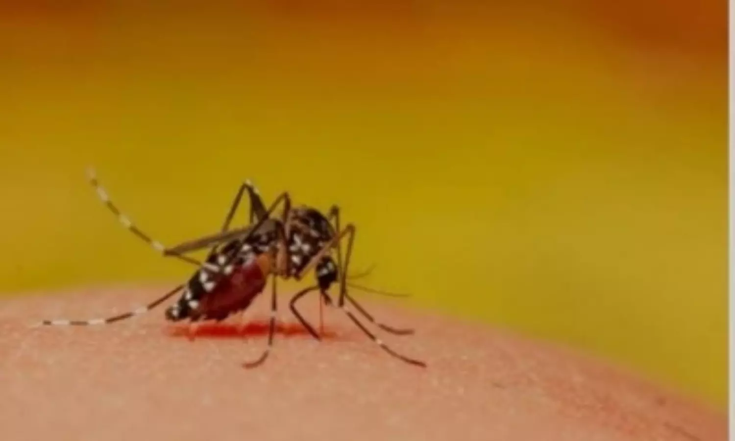 Dengue incidences on the rise; October is the most deadly month