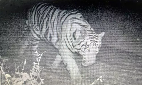 Wayanad tiger killing woman: locals demand to kill rogue feline