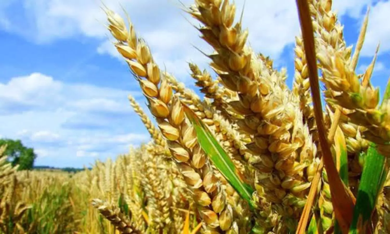 Govt raises minimum support prices for six Rabi crops