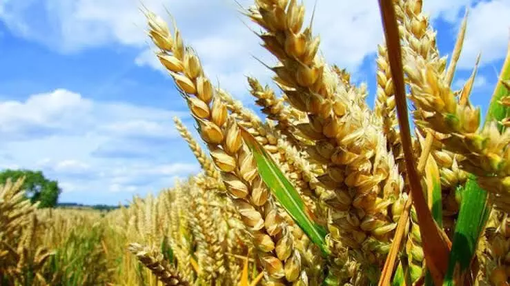Govt raises minimum support prices for six Rabi crops