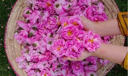 Taif: City of Worlds Beloved Roses