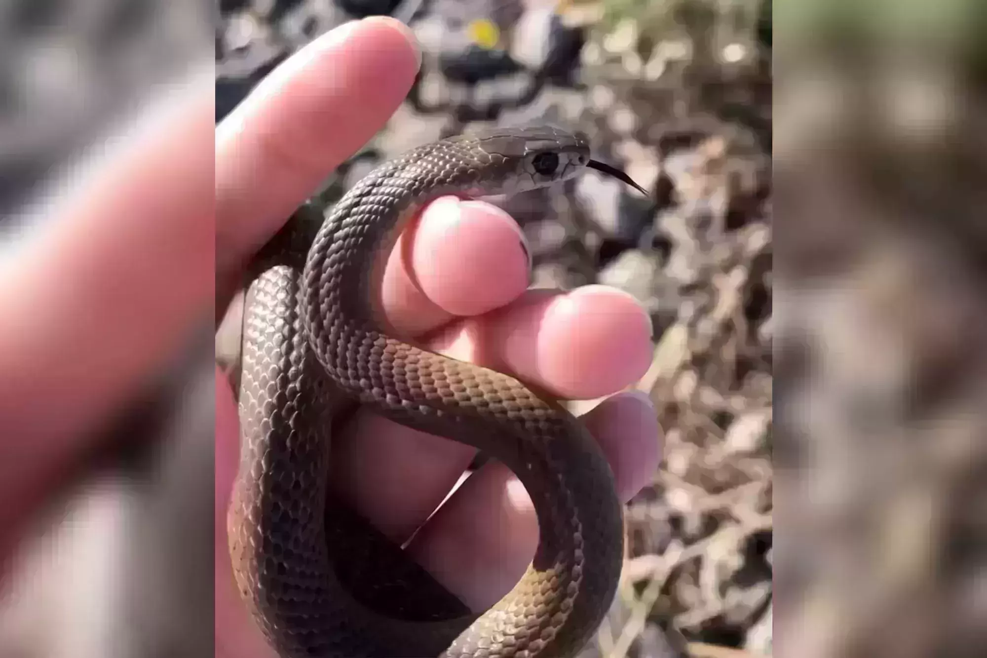 11-year-old plays with a deadly venomous snake and escapes