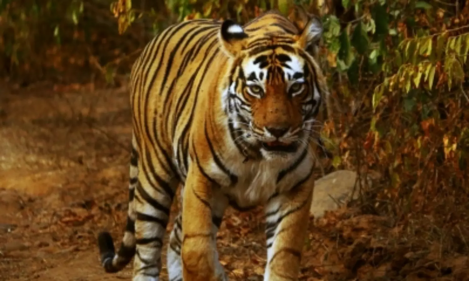 Raipur to get 27 tigers relocated from Pilibhit