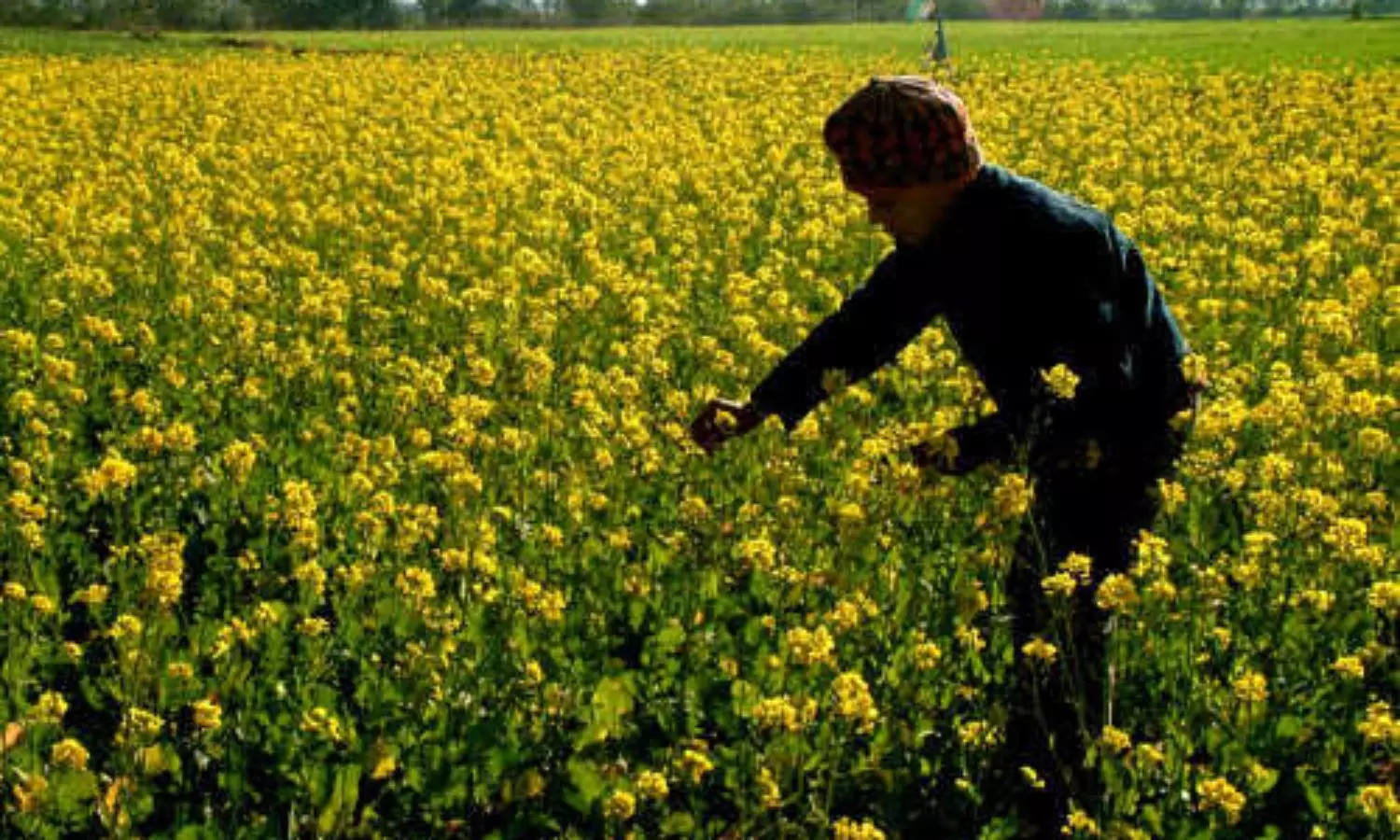 The corporate eye on the mustard