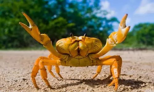 A man in China eats a live crab for pinching his daughter, falls seriously ill