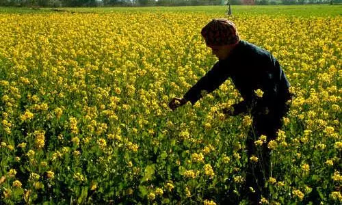 The corporate eye on the mustard