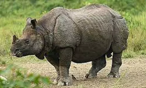 Hope for one-horned rhinoceros, Calf born at UK zoo
