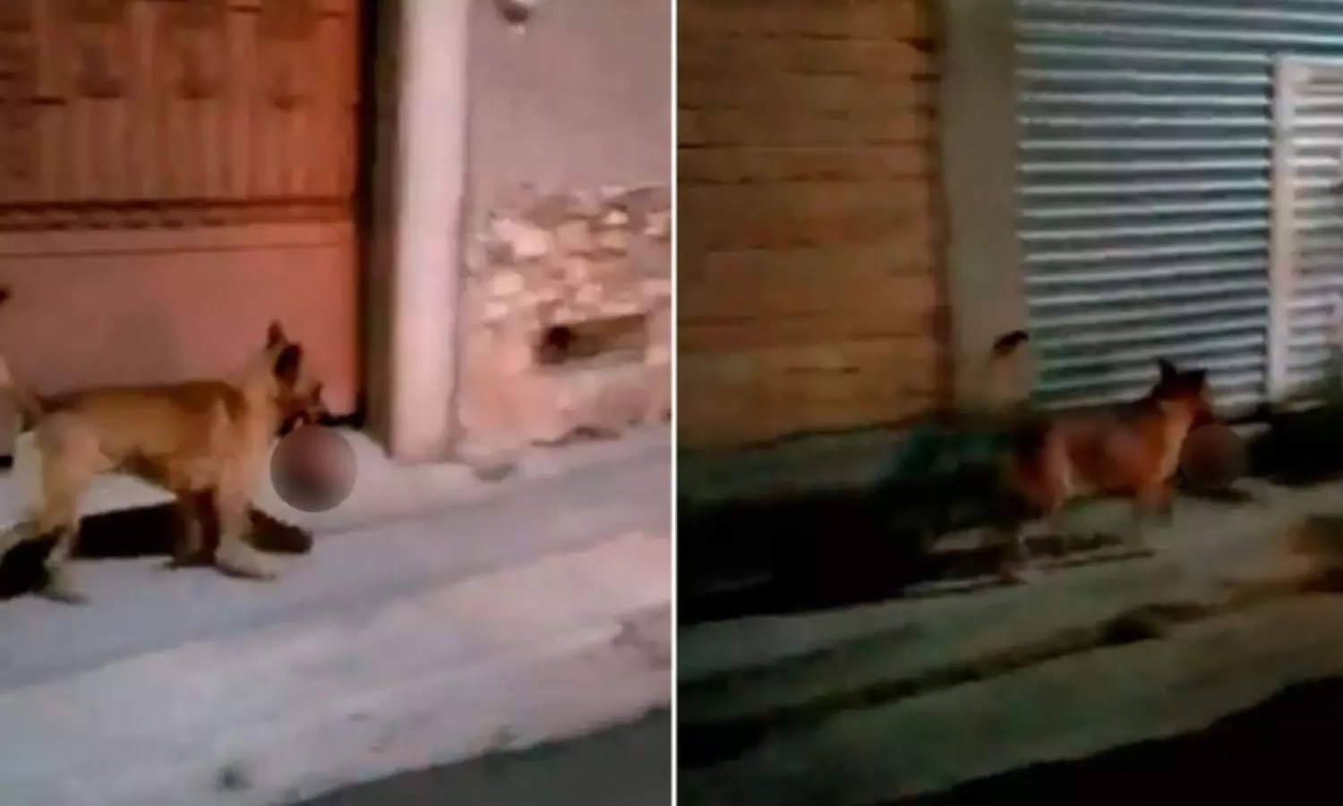 A dog runs away stealing a human head from a crime scene in Mexico