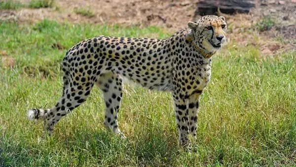 Poacher caught at Indian national park housing cheetahs