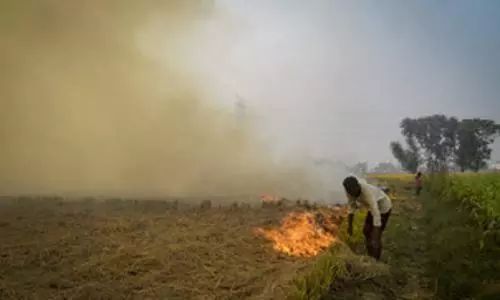 Record 2,131 farm fires reported in Punjab this season