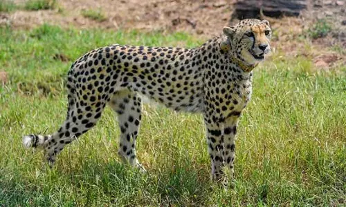 Cheetah task force member says cats to be moved to larger enclosure in Nov