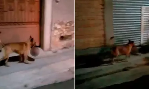 A dog runs away stealing a human head from a crime scene in Mexico