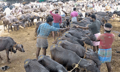 Cow vigilantes run extortion rackets at check posts: beef traders allege