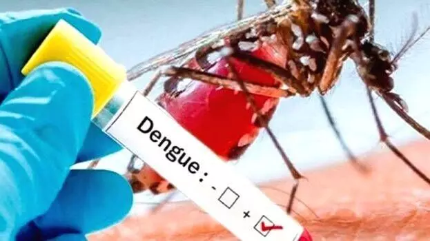 Genome sequencing reveals severe dengue strain in most positive samples in Delhi