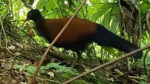 Rare black-naped pheasant pigeon rediscovered after 140 years