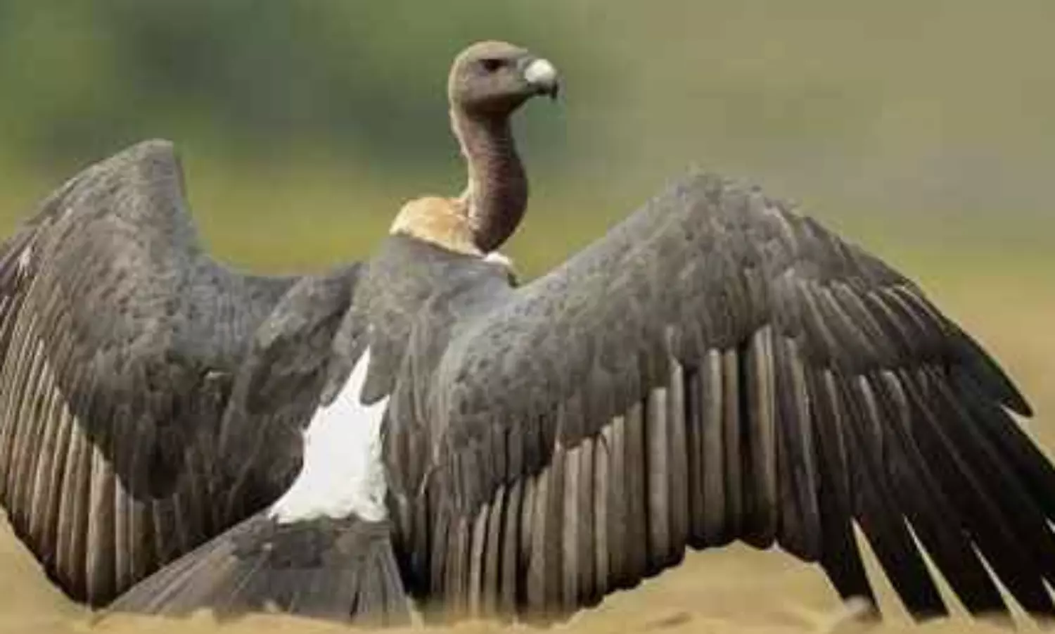 Rare missing vulture from Nepal found in India after 10 months