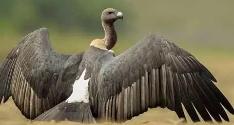 Rare missing vulture from Nepal found in India after 10 months