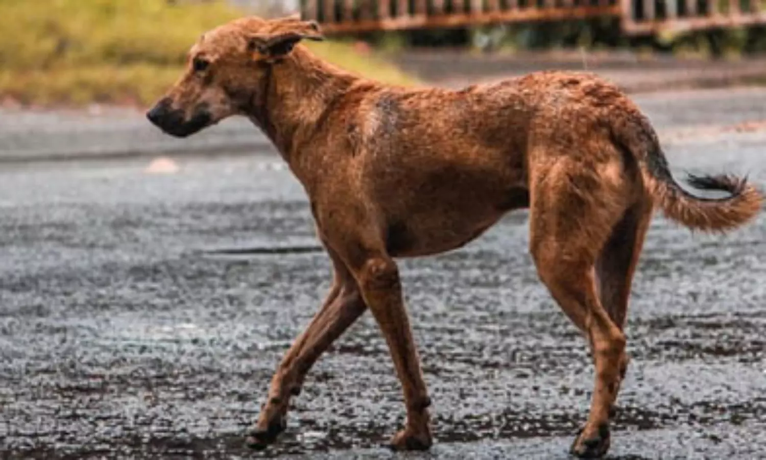 Stray dog roams with dead foetus in its mouth around a Jaipur hospital