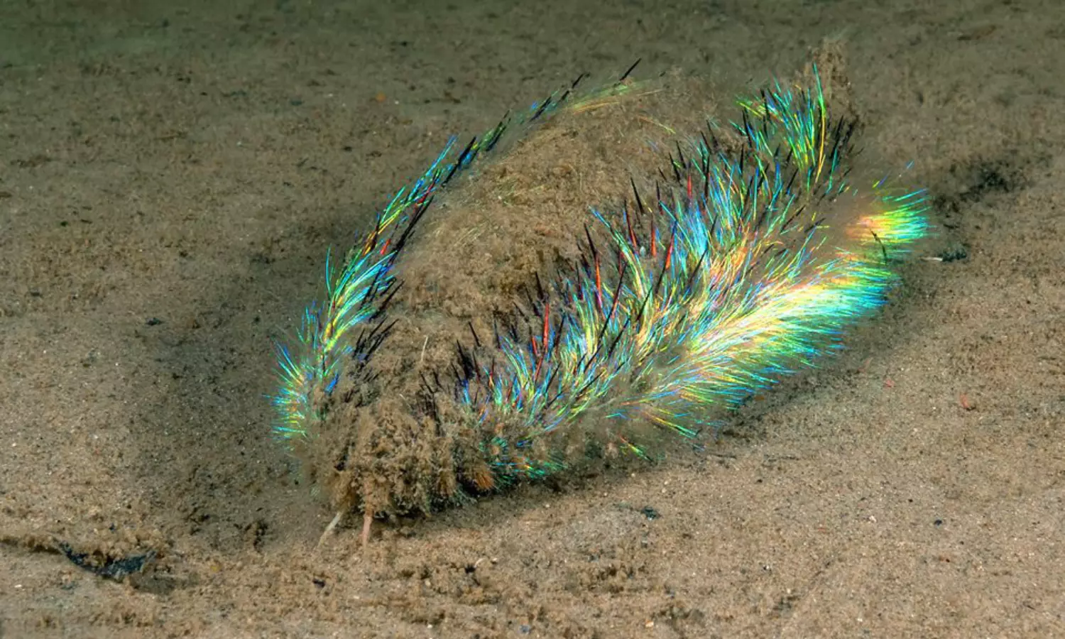 Green fluorescent creature found at Edinburgh beach, Experts debunks identity