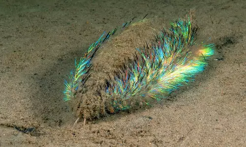 Green fluorescent creature found at Edinburgh beach, Experts debunks identity