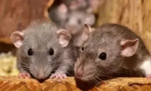 Rats ate up 581 kg marijuana, says UP Police after seized drug goes missing