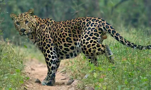 MP national park releases last of its leopards to the wild