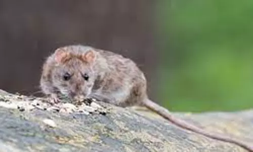 UP man booked for drowning a rat in a drain, faces serious charges: report