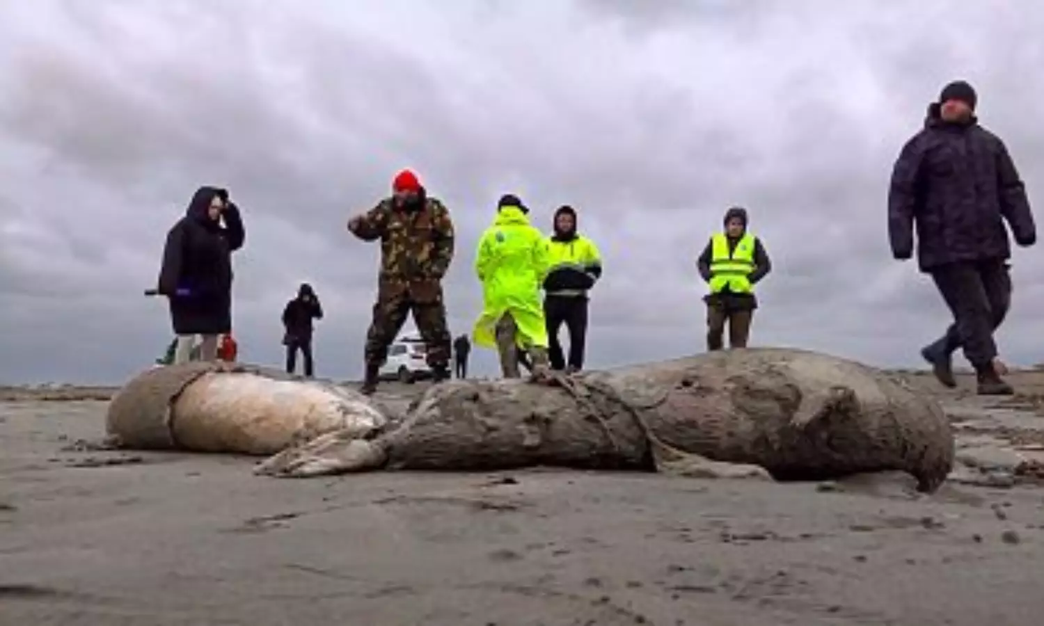 Thousands of dead seals wash up on the Russian coast