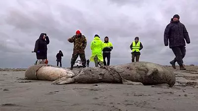 Thousands of dead seals wash up on the Russian coast