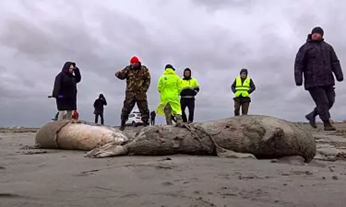 Thousands of dead seals wash up on the Russian coast