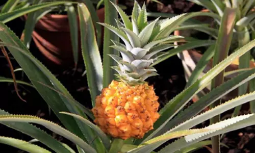 The worlds most expensive pineapple costs a whopping ₹ 1 Lakh