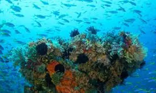 10% of marine life is heading towards extinction: experts
